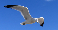 seagull0-1.jpg seagull0-1.jpg